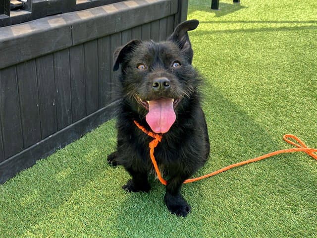 Scotty - Scottish Terrier Scottie