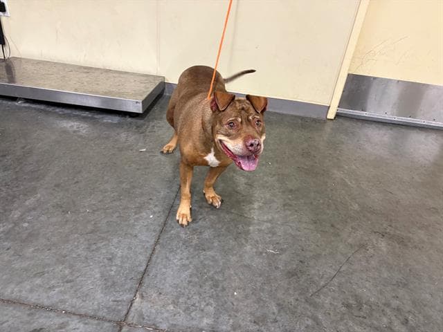 Lucy - Pit Bull Terrier