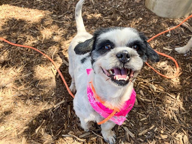Miriam - Shih Tzu