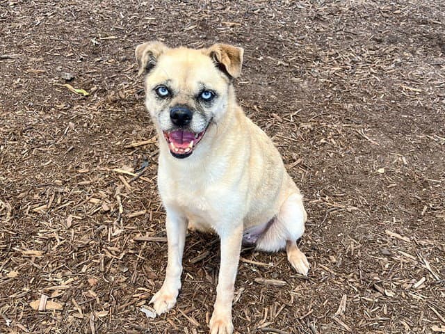 Koki - Pug