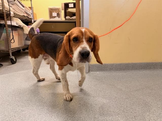 Rudy - Beagle
