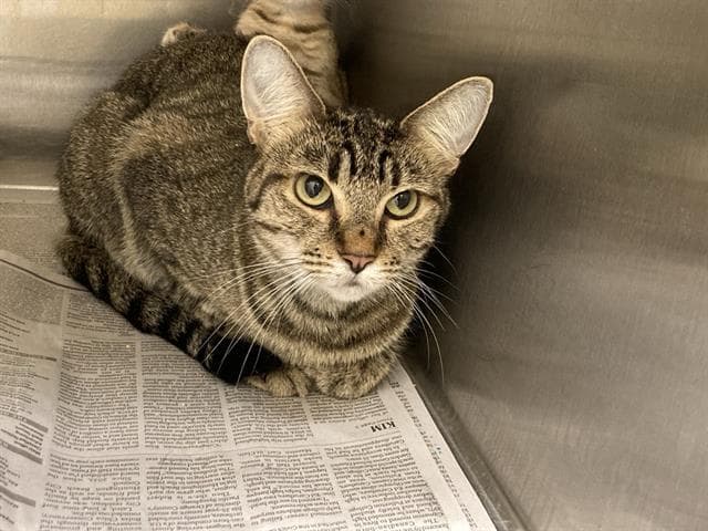 Donita - Domestic Short Hair
