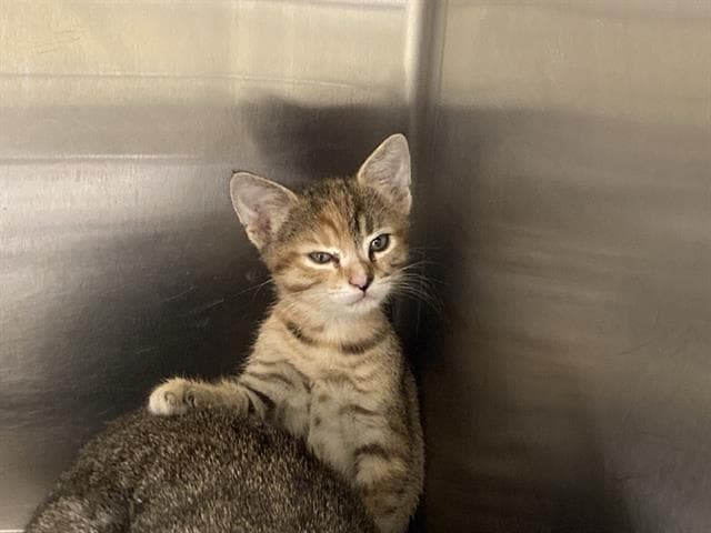 Bonita - Domestic Short Hair