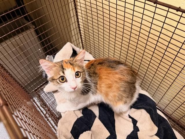 Meadow - Domestic Medium Hair