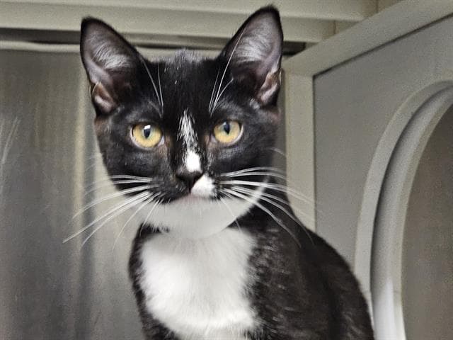 Braunwyn - Domestic Short Hair