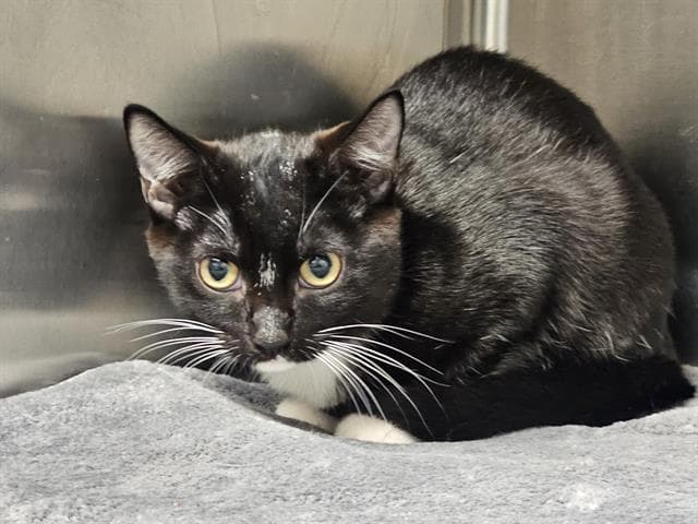 Bethany - Domestic Short Hair