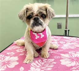 Coco image 1