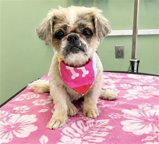 Coco - Shih Tzu