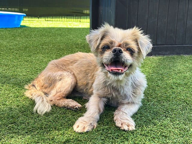 Coco - Shih Tzu