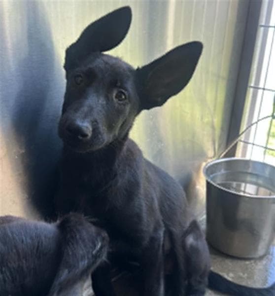 Birdie - German Shepherd Dog
