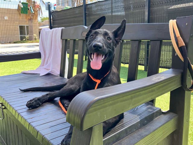 Birdie - German Shepherd Dog