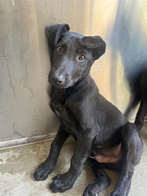 Banner - German Shepherd Dog