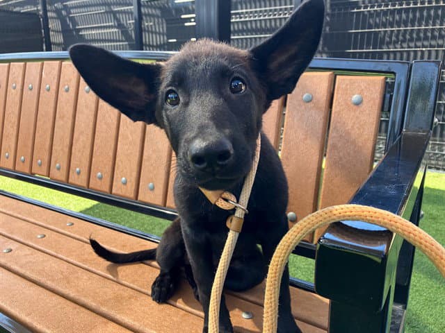 Hawkeye - German Shepherd Dog