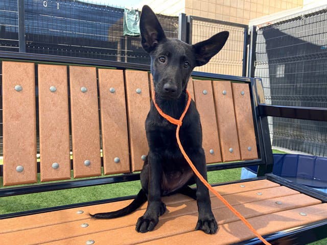 Ryker - German Shepherd Dog