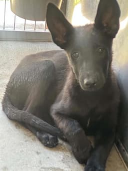 Sasha image 1