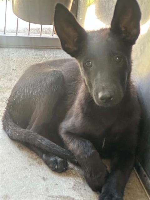 Sasha - German Shepherd Dog