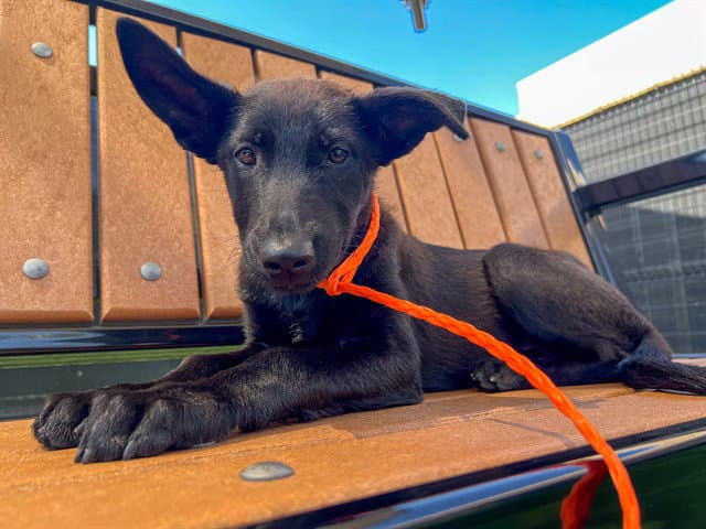 Sasha - German Shepherd Dog