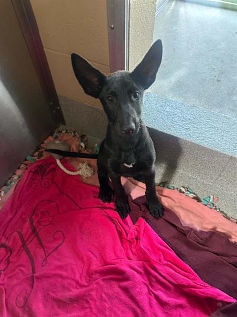 Spencer - German Shepherd Dog