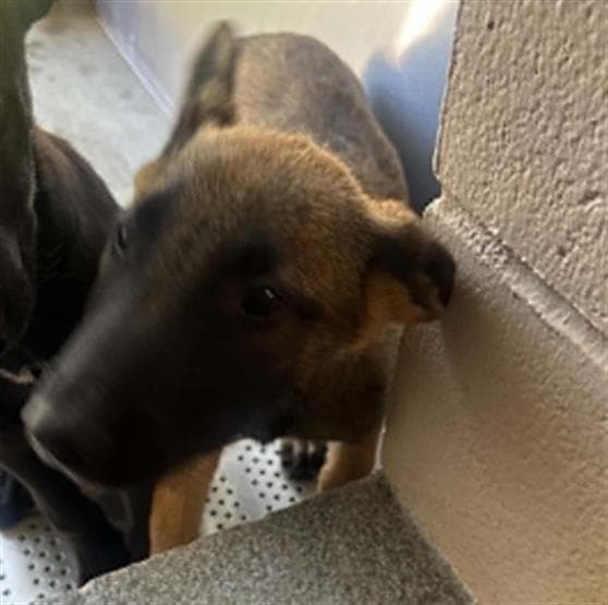 Baxter - German Shepherd Dog