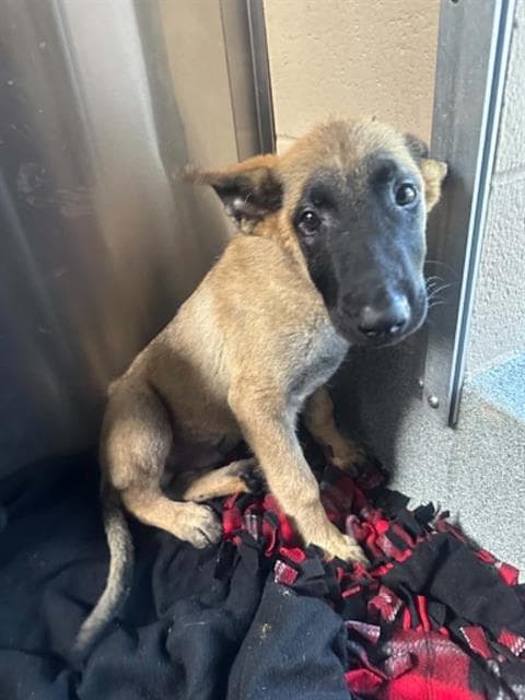 Bruno - German Shepherd Dog