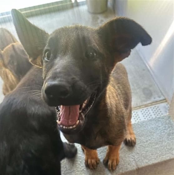 Serenity - German Shepherd Dog
