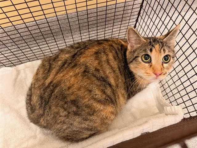 Katia - Domestic Short Hair