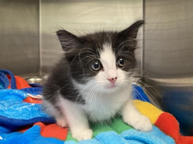 Oreo - Domestic Short Hair