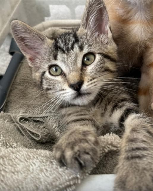 Pepper - Domestic Short Hair