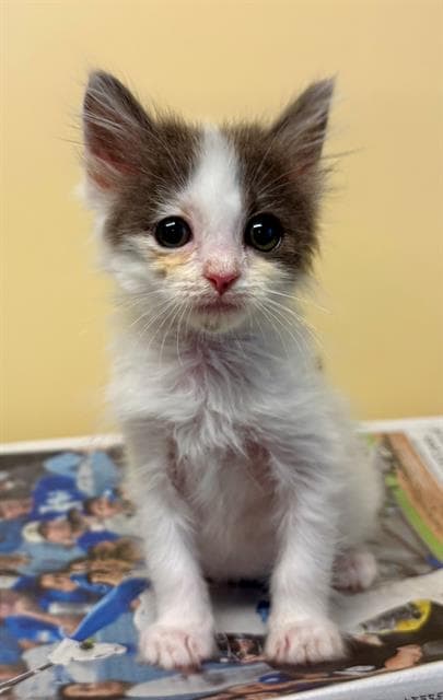 Reed - Domestic Short Hair