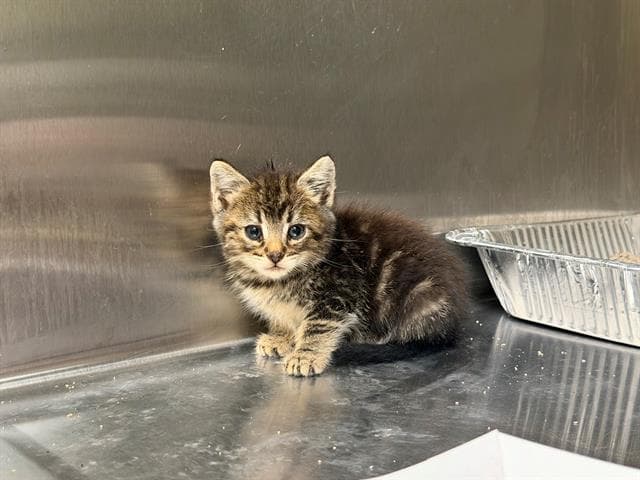 Jacob - Domestic Short Hair