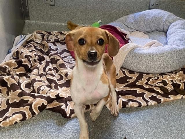 Bernie - Chihuahua