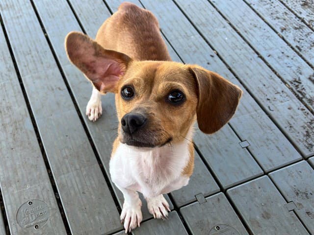 Bernie - Chihuahua