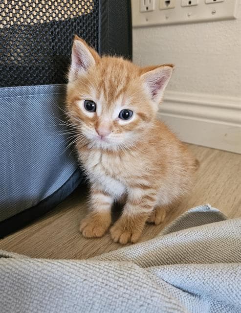 Cheesy Puff - Domestic Short Hair