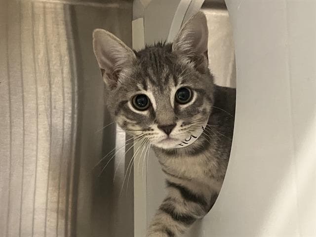 Misty - Domestic Short Hair
