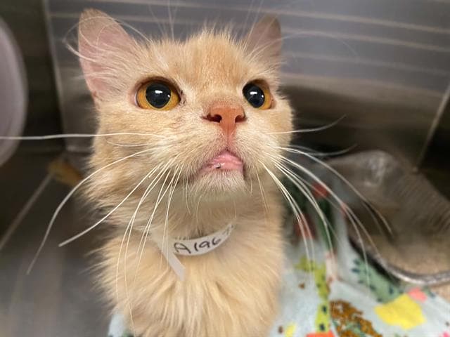 Shiloh - Domestic Medium Hair