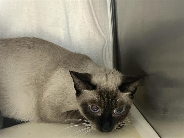 Naomi - Domestic Short Hair
