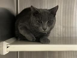 Bruce Catbell image 1