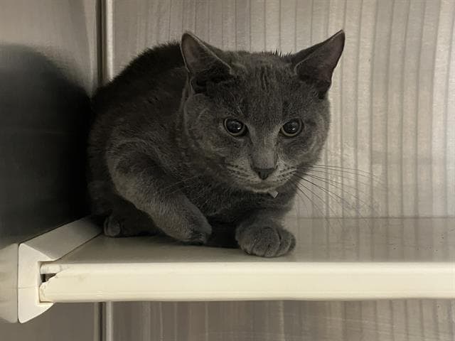Bruce Catbell - Domestic Short Hair