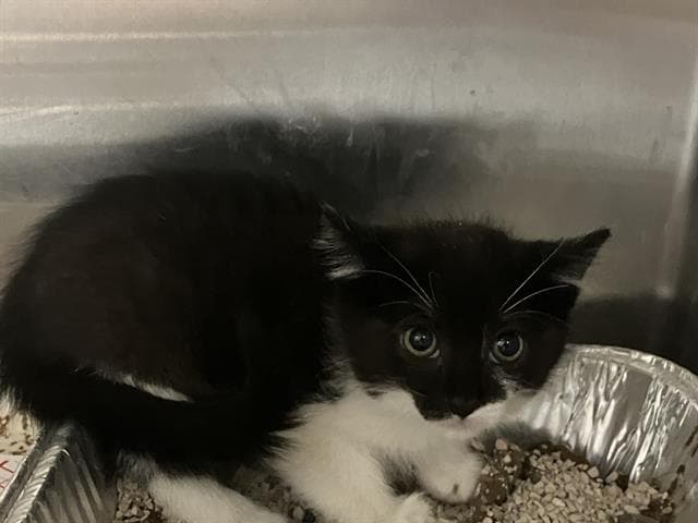 Josiah - Domestic Short Hair