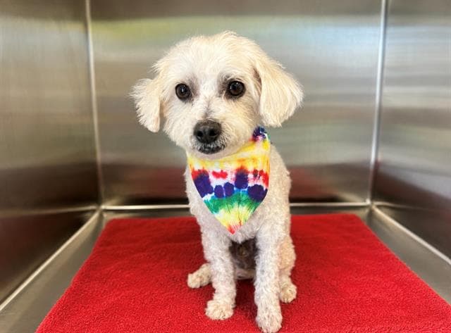 Thor - Poodle (Miniature)