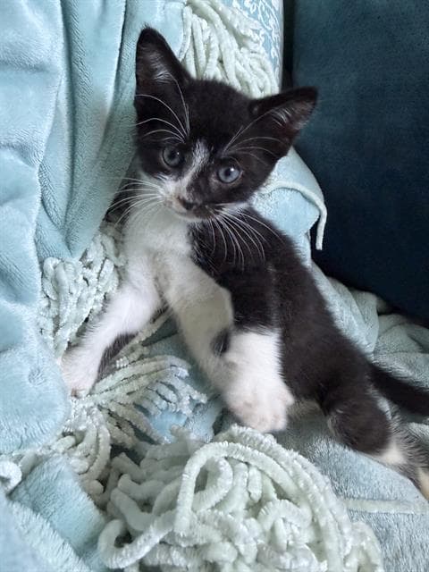 Vhagar - Domestic Short Hair