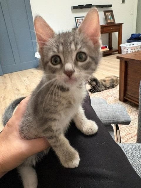 Summer - Domestic Short Hair
