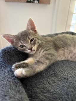 Purfect image 1