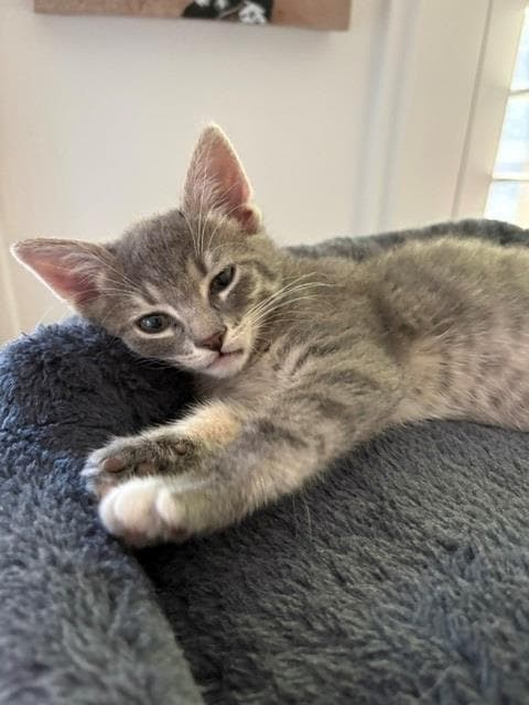 Purfect