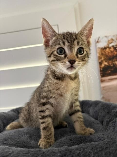 Rocky - Domestic Short Hair