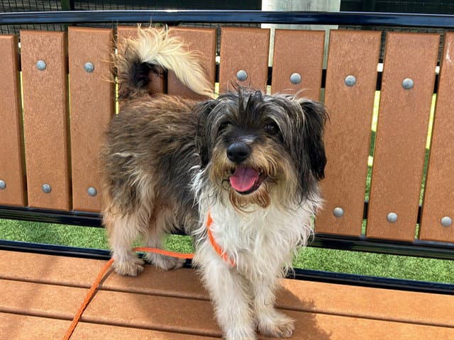 Sonya - Yorkshire Terrier Yorkie