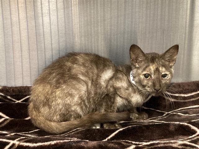 Amber - Domestic Short Hair