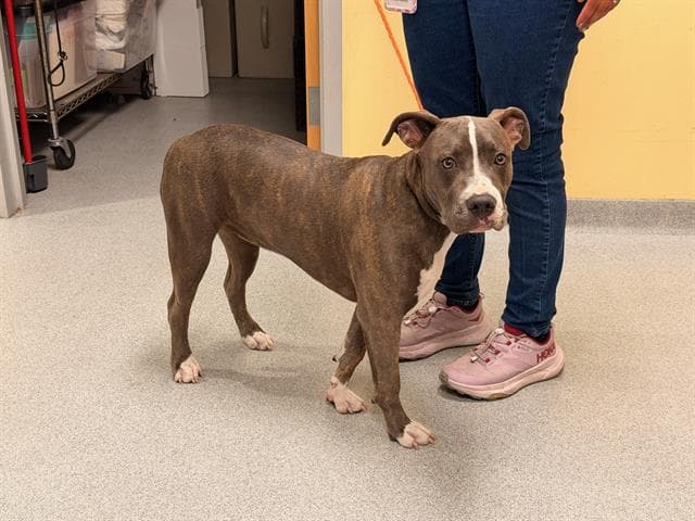 Tigerlily - Pit Bull Terrier