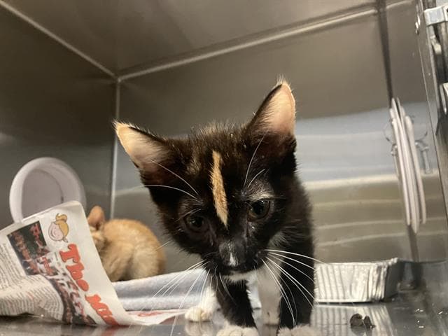 Solar Flare - Domestic Short Hair