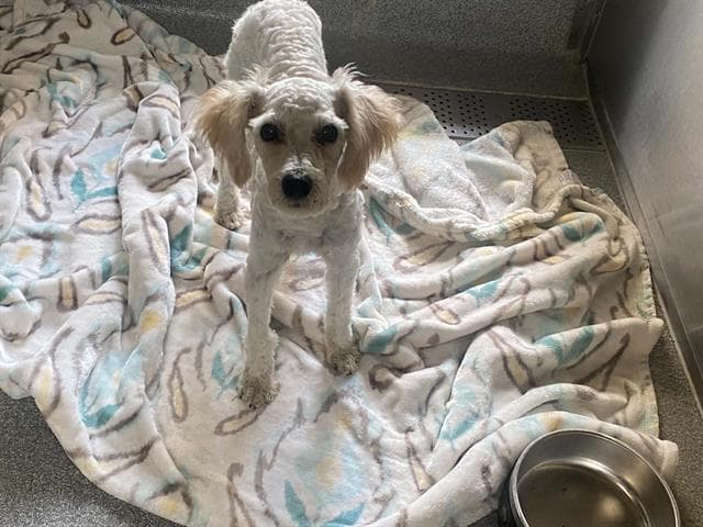 Leonard - Poodle (Miniature)